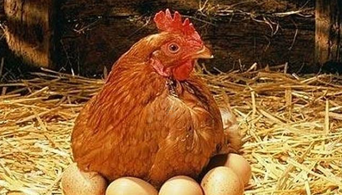 Bedah Ayam berusia 5 tahun tanpa bertelur, wanita ini Temukan Harta Bernilai Rp4 miliar